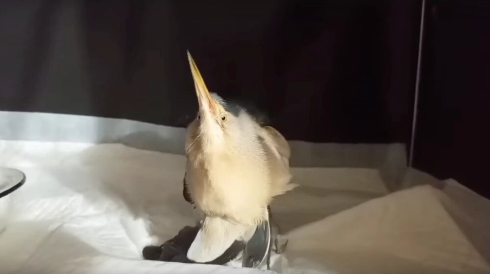    Фото: Центр реабилитации диких животных "Птичий Остров"