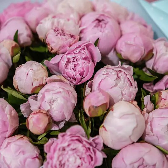   Пионы не цветут, что делать Мария Казённова