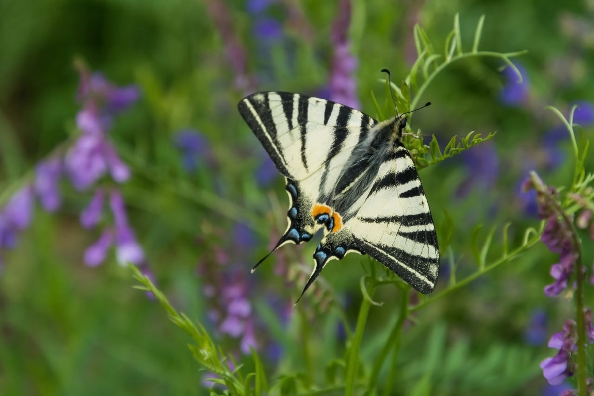    Полюбуемся курской природой