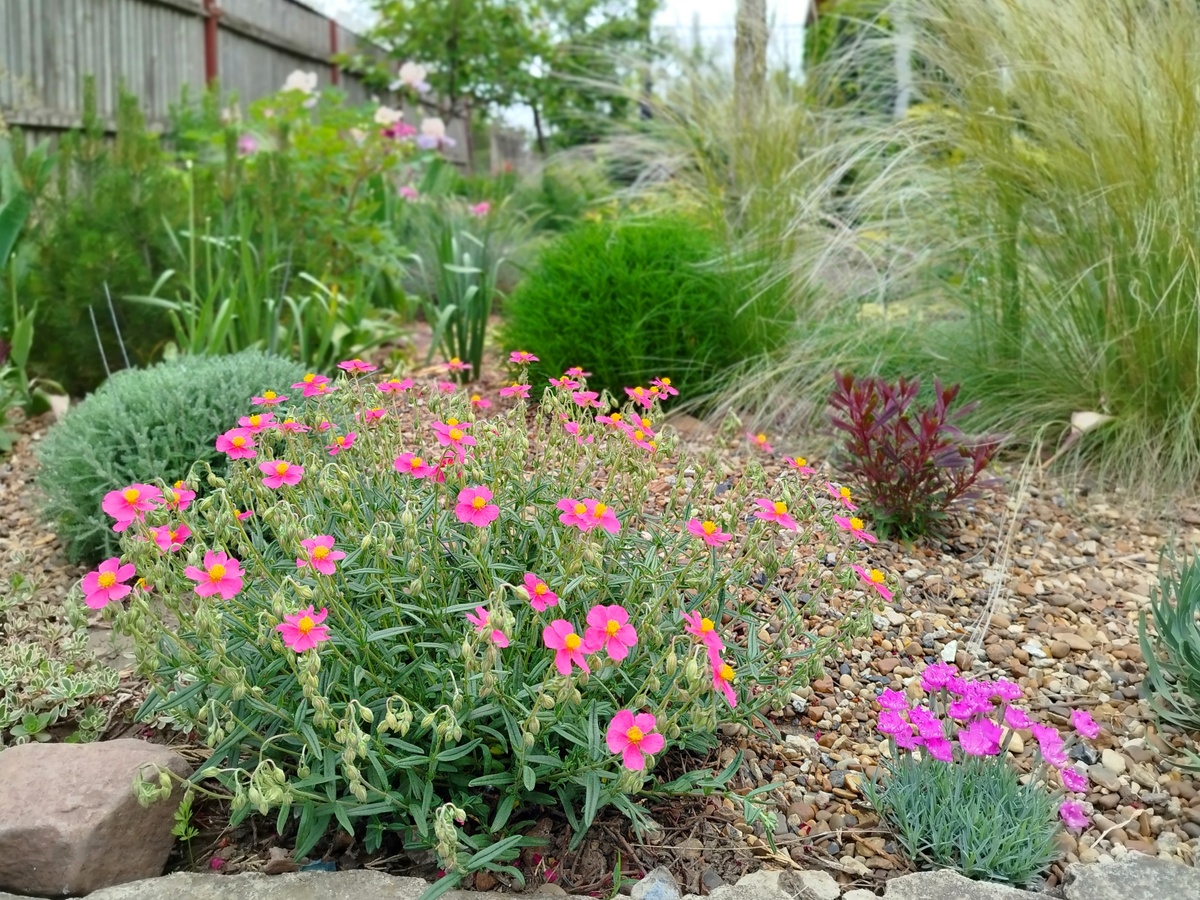 Солнцецвет