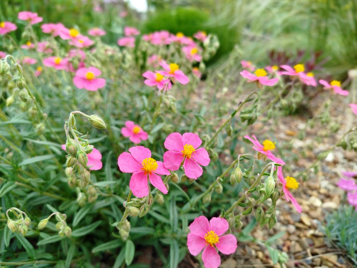 Солнцецвет