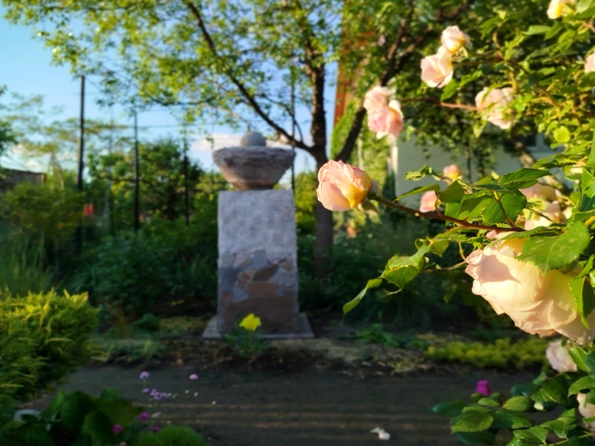 Роза Abraham Darby