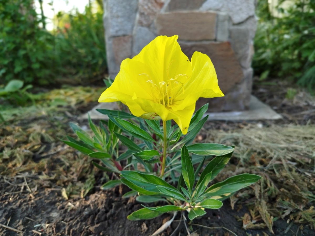 Энотера миссурийская