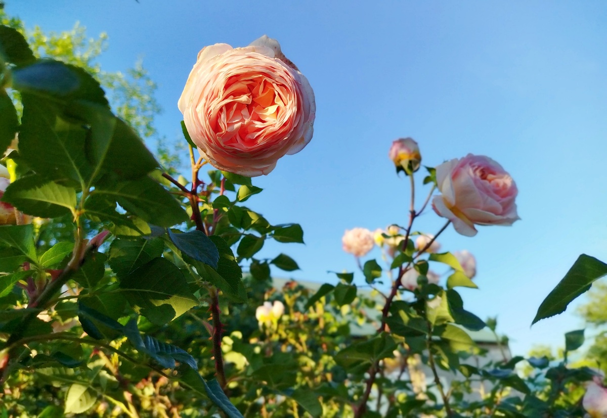Роза Abraham Darby