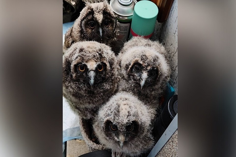    Не все птенцы, найденные на улице, нуждаются в спасении. Предоставлено "Комсомолке"