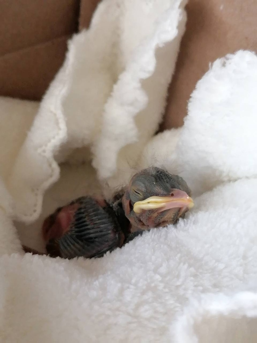    Как правило, помощь нужна неоперившимся слеткам. Предоставлено "Комсомолке"