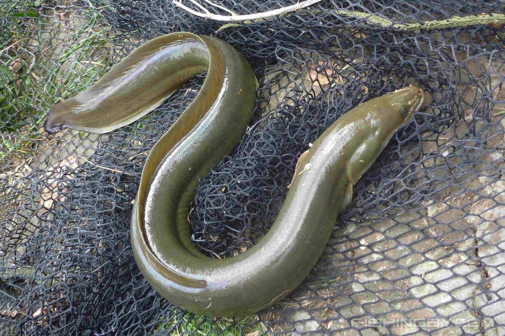 Ловим речного угря: эффективные приманки, прикормка и секреты успешной рыбалки