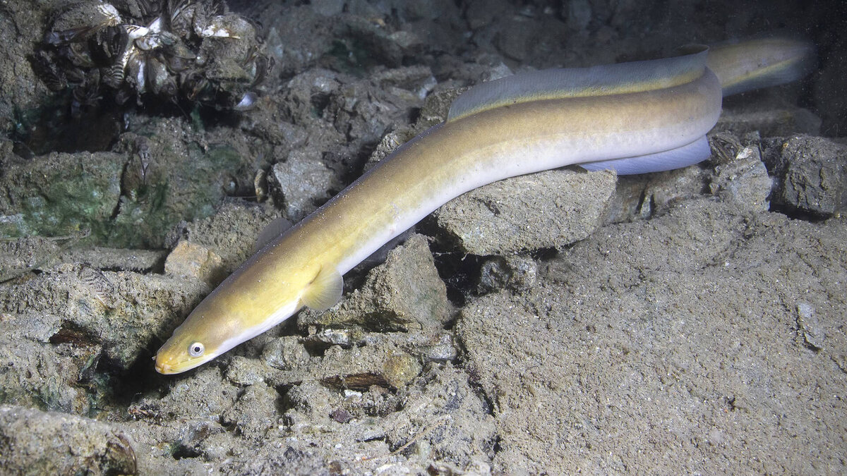 Ловим речного угря: эффективные приманки, прикормка и секреты успешной рыбалки