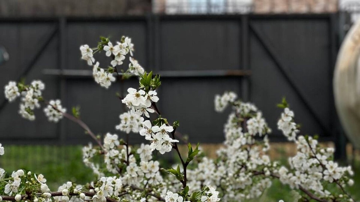    Фото: телеканал «Краснодар»