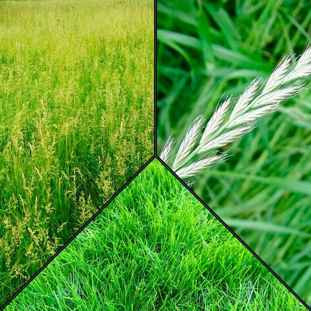 Газонные травы