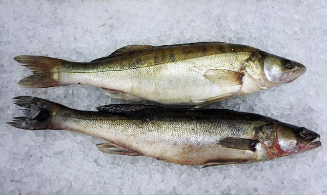 Рыбалка на судака: советы по прикормке, приманкам и секретам ловли