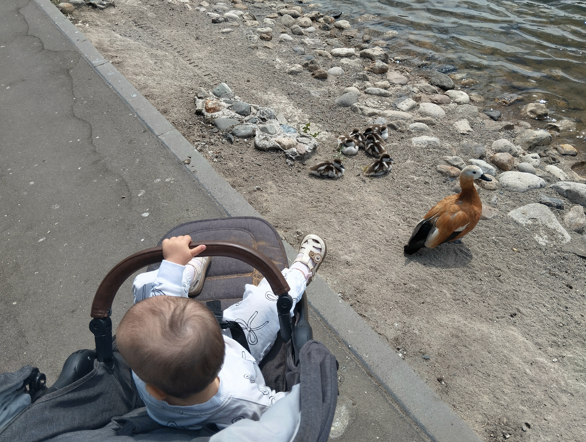 03.06.2025 г, вторник. Гуляем на пруду Марс. Утята заметно подросли. ЗДЕСЬ и далее фото автора и(или) из личного архива автора, если не указано иначе.