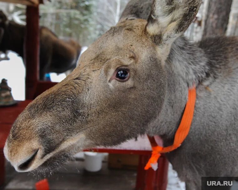 Лоси иногда для путешествий выбирают железнодорожные пути. Фото: Вадим Ахметов © URA.RU