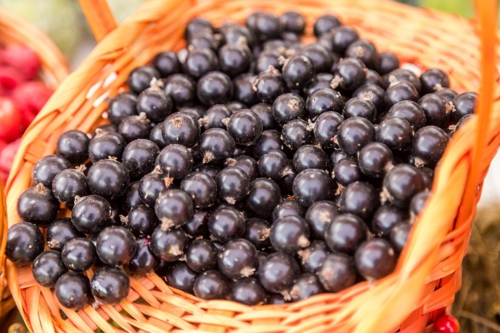    Фото Андрея Заржецкого