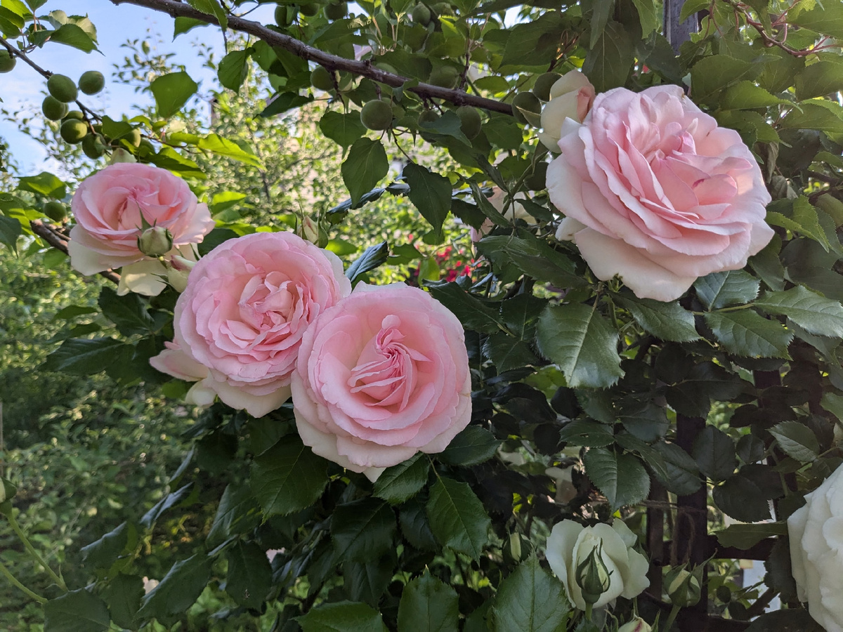 Плетистая роза Pierre de Ronsard