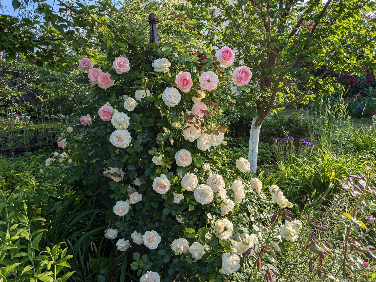Плетистая роза Palais Royal и несколько цветков Pierre de Ronsard, перебравшихся на солнечную сторону обелиска