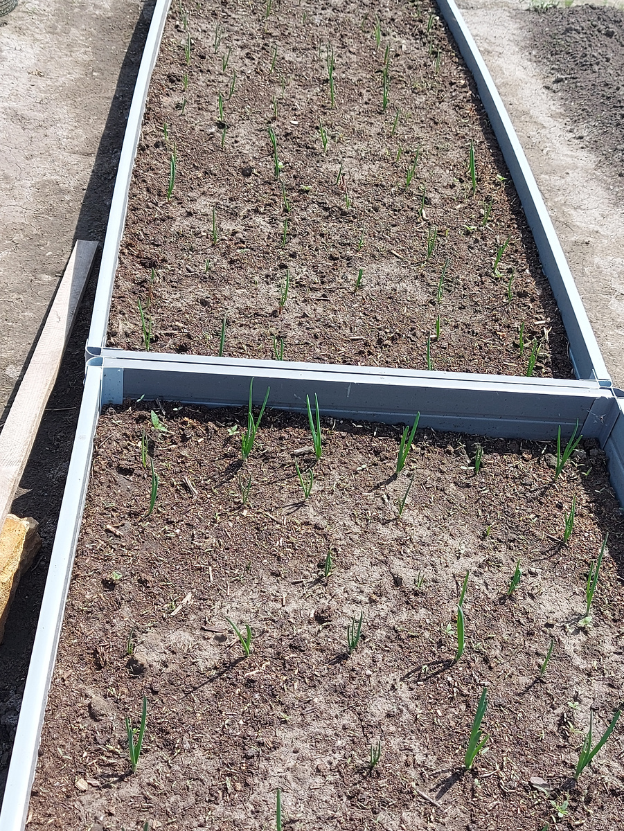 Лук зеленеет, да маленький, но думаю успеет нарастить головку 