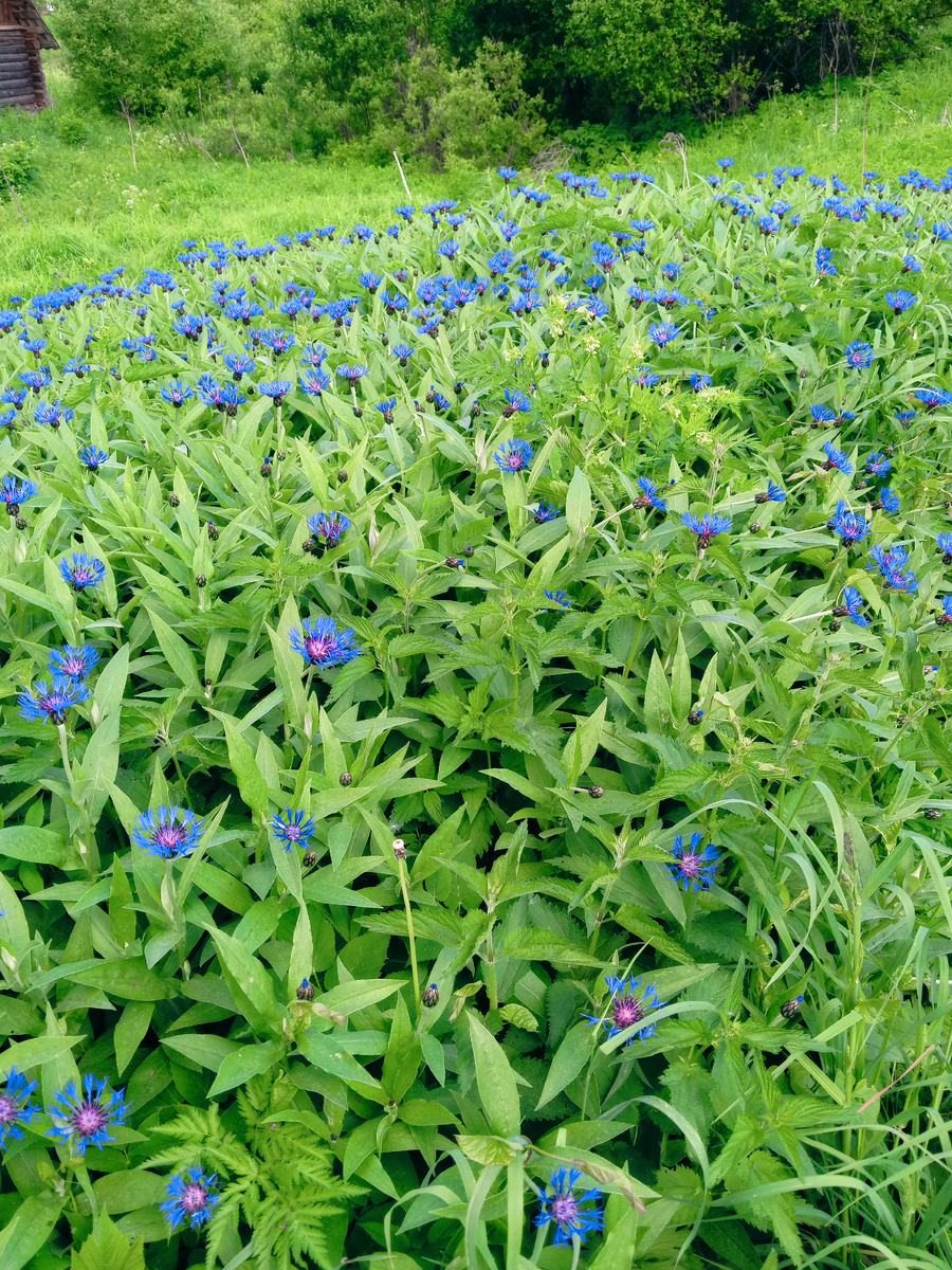 Поляна васильков.