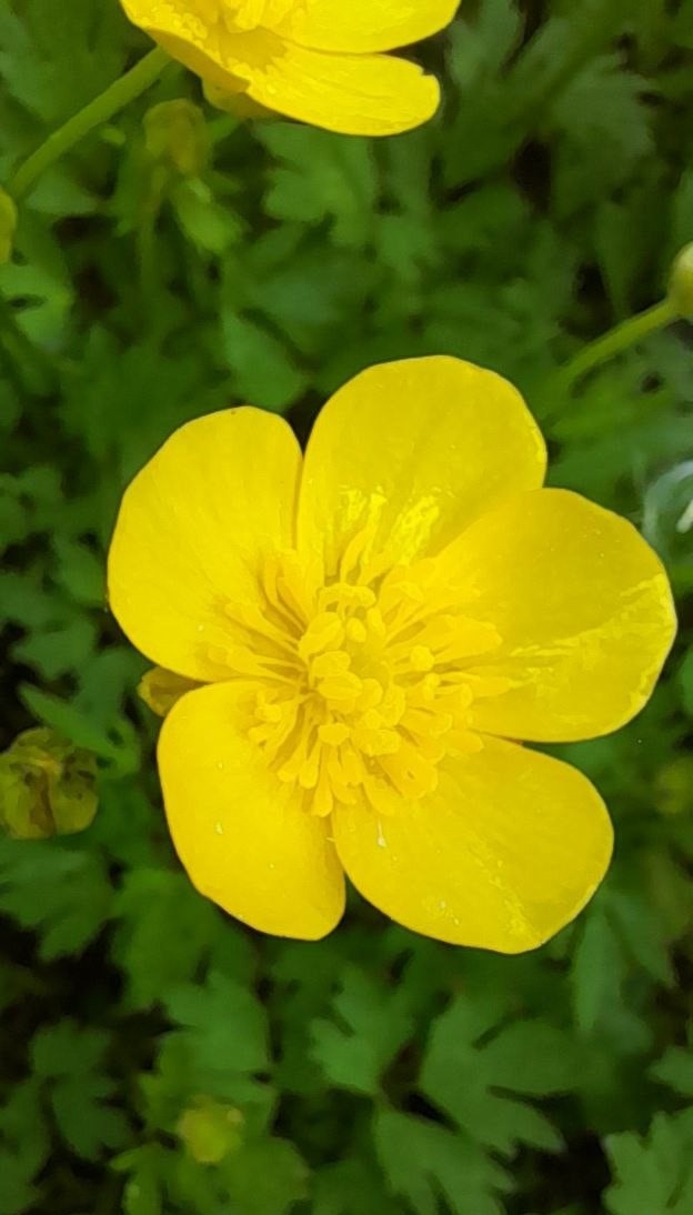 Лютик обыкновенный