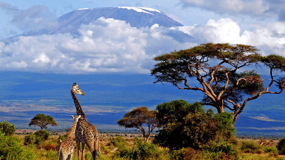 Загадочная Африка: волшебство кенийского сафари глазами мечтателя