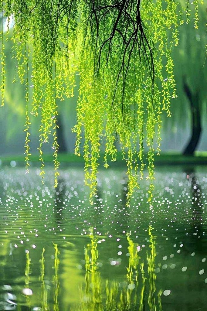 «Ты — это не капля в океане. Ты — весь океан в капле»
— Руми