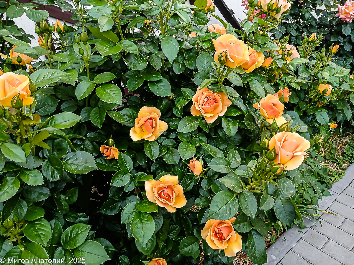 Роза Ханзештадт Росток