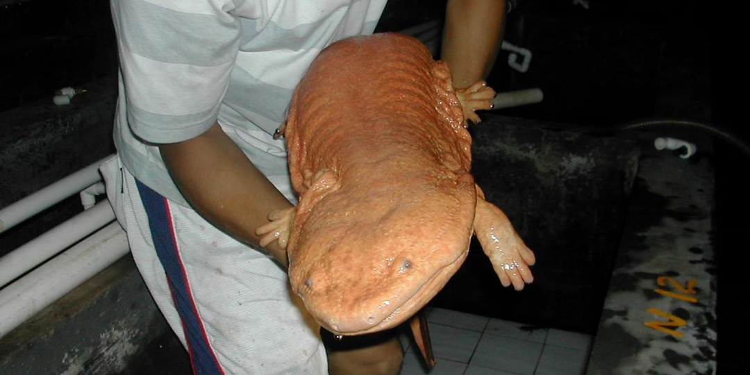 Исполинская саламандра: 50 кг махина из рек Азии. В Китае народ с ума сходит по этим гигантам!