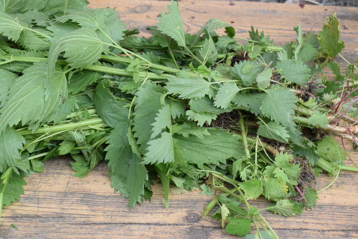 срываю крепкую зеленую крапиву(фото автора)