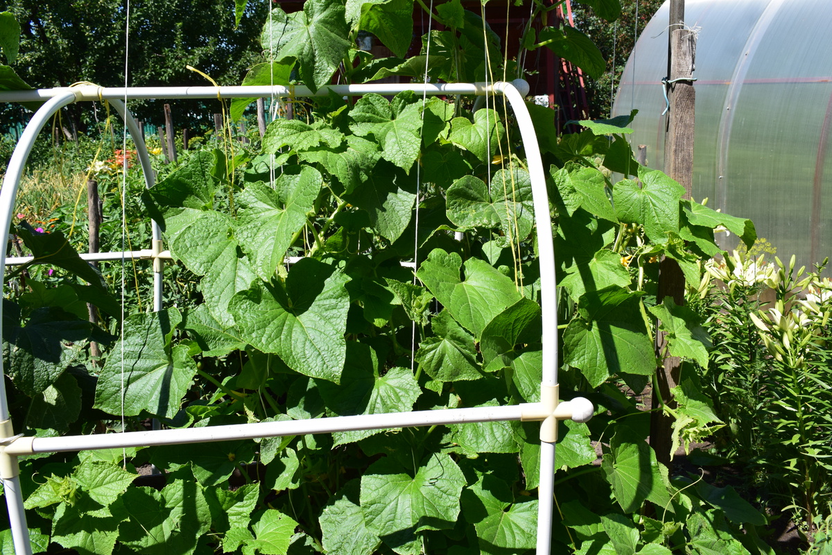 эта подкормка нужна огурчикам все лето(фото автора)