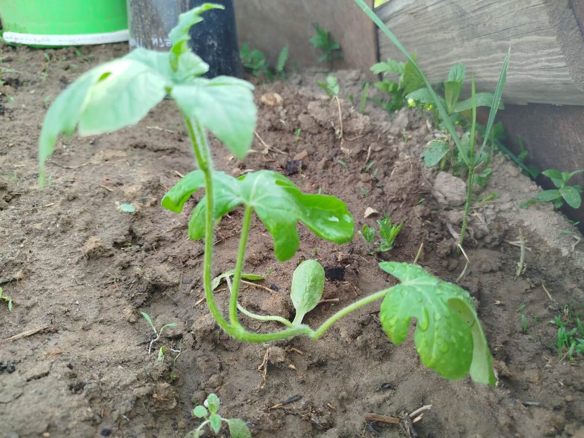 Второй арбузный заход. 