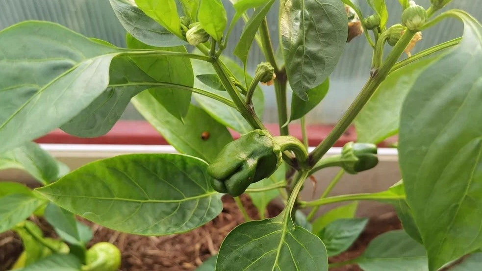 Так выглядели мои перцы до применения июньской подкормки - полная катастрофа на грядке