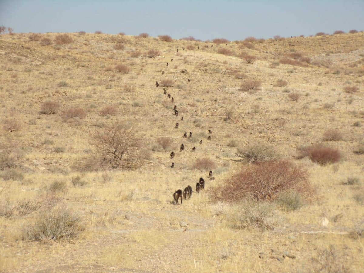    Пример перемещения павианов «строем» / © Vittoria Roatti