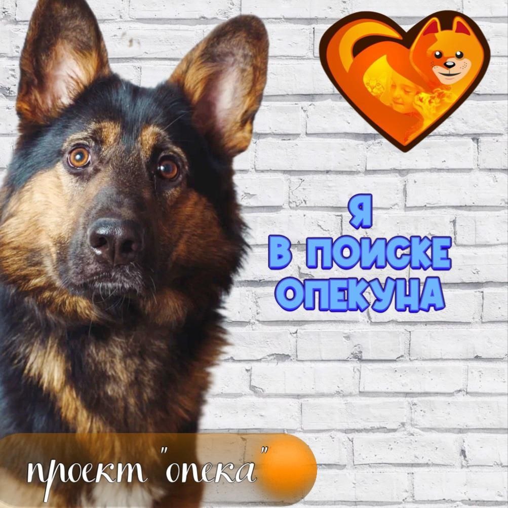 Кай в поиске опекуна!