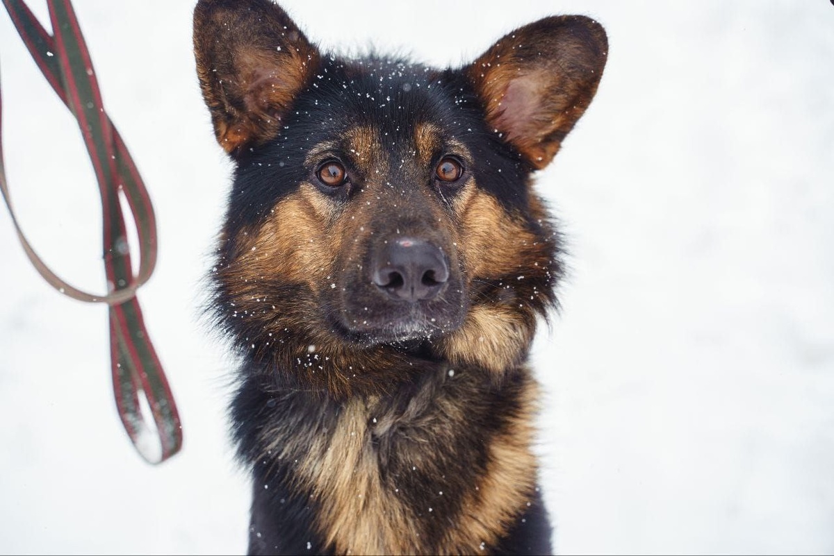 Постоянного опекуна у этого такого несчастного, но сильного духом пёсика нет. 