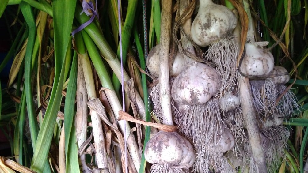 Разница в размере головок чеснока после применения спорного метода подкормки