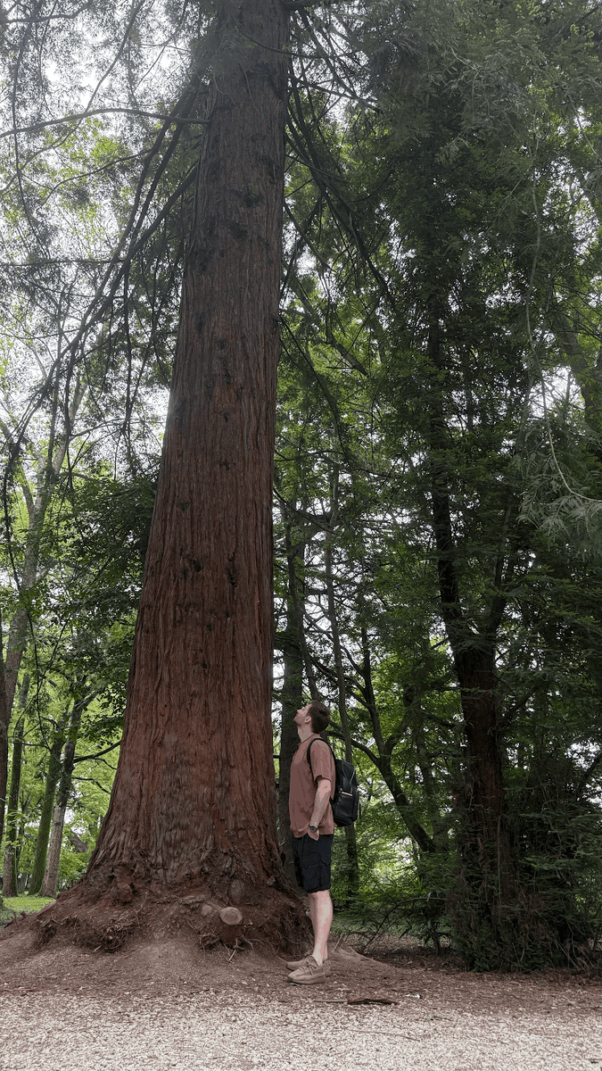 Секвойя просто огромная!