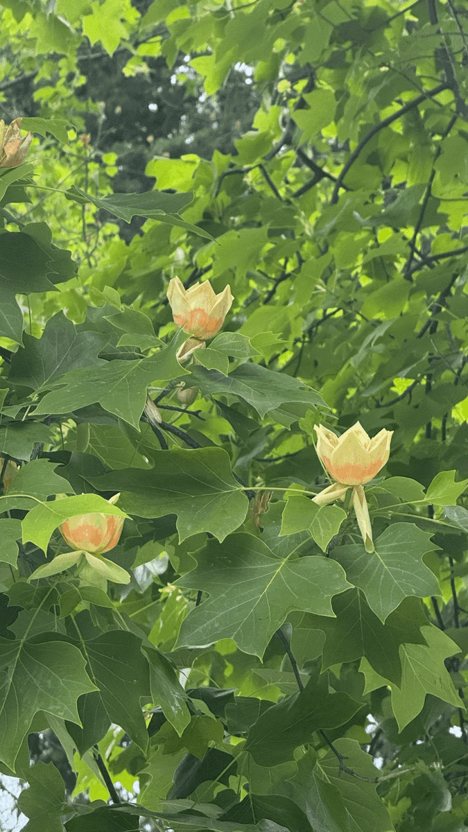 Я раньше о таких даже и не слышала! Спасибо дедушке, который проходил мимо нас и сказал обратить внимание на эти деревья.