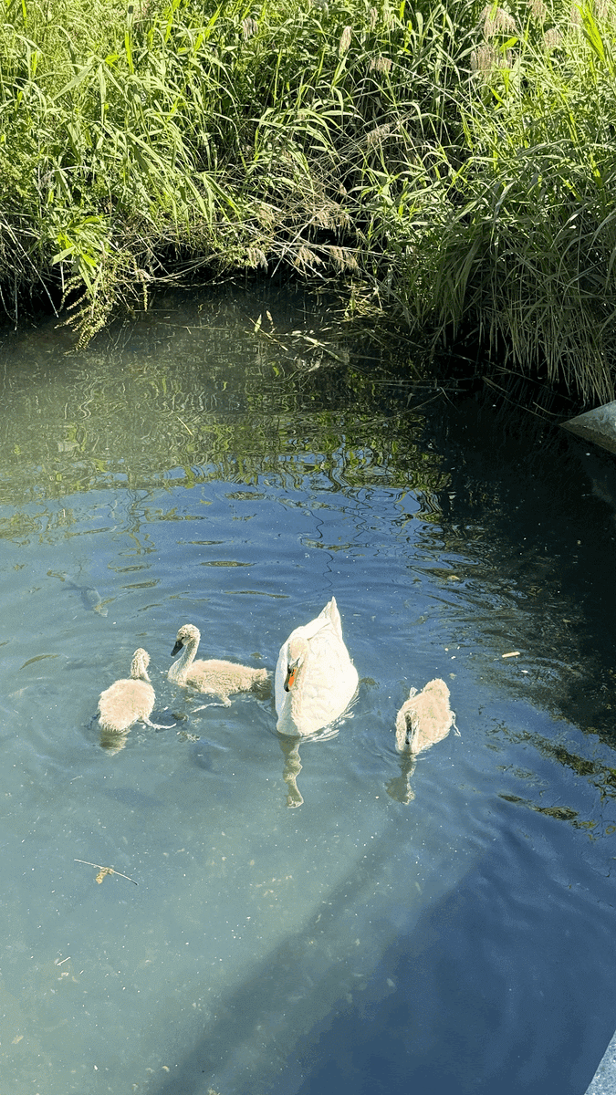 У них еще совсем крошечные крылья, но ныряют они уже как взрослые!