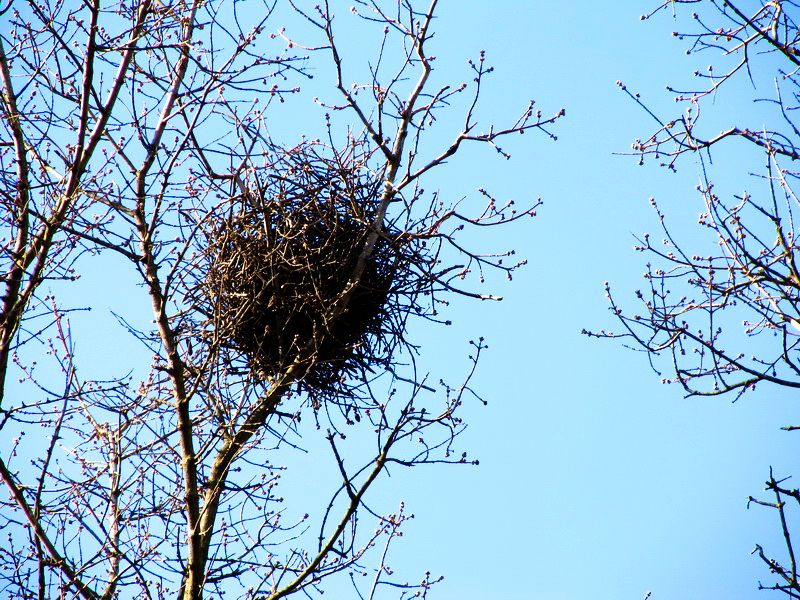 Сорока сперва делает серию фальшивых гнезд, чтобы отвлечь внимание хищников от своего будущего дома