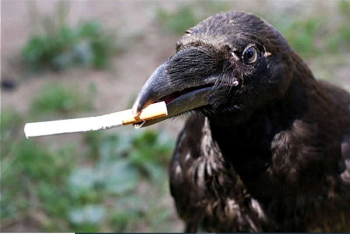 Ворон ни в чем никто не упрекает. Потому что они просто собирают окурки