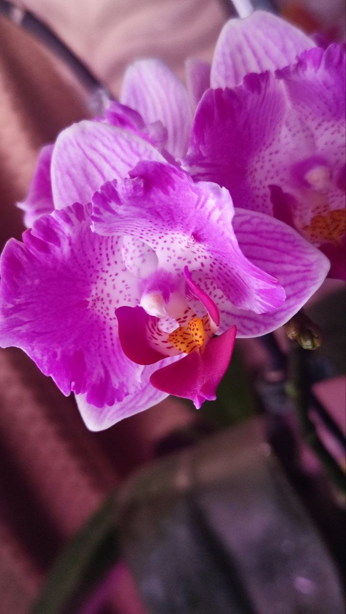 Sweet sunset girl (peloric) Бабочка