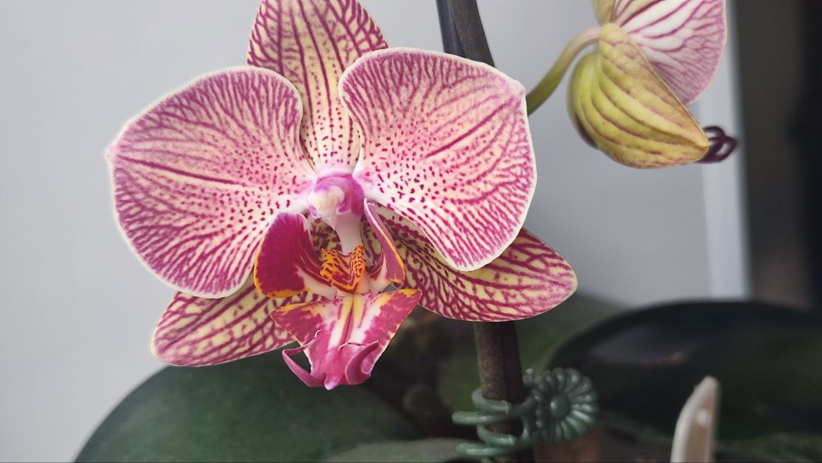 Венозный красавец без имени (посмотрите какая губа роскошная)