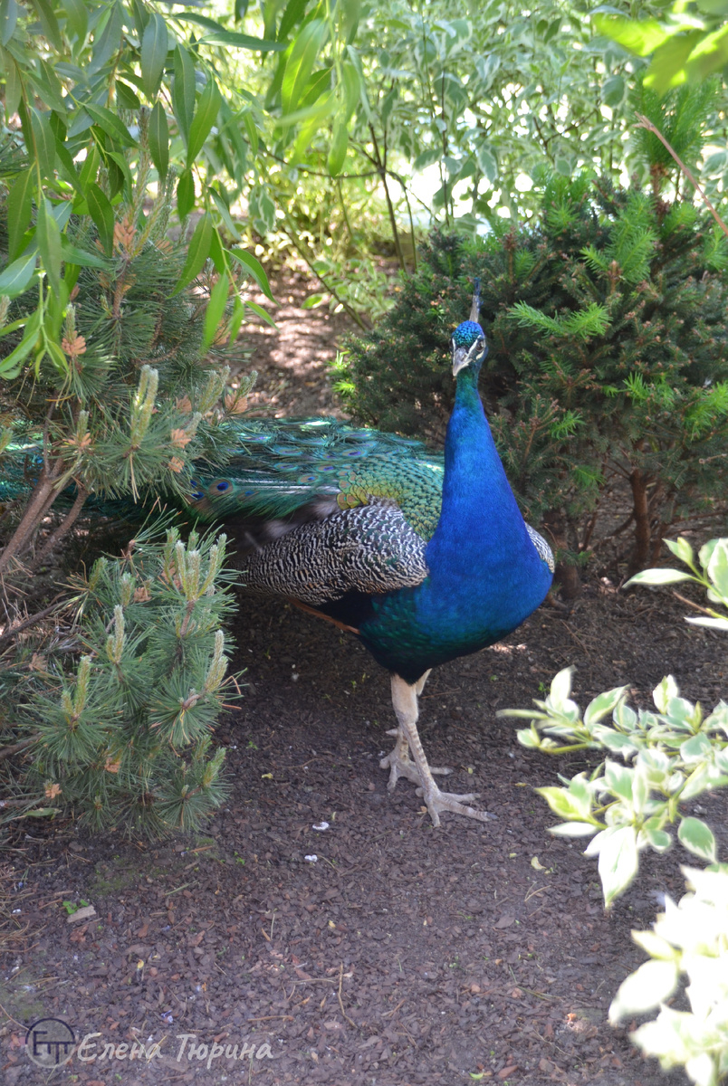 Фото: Елены Тюриной. Павлин в Московском зоопарке. Конец мая. 2025 г.
