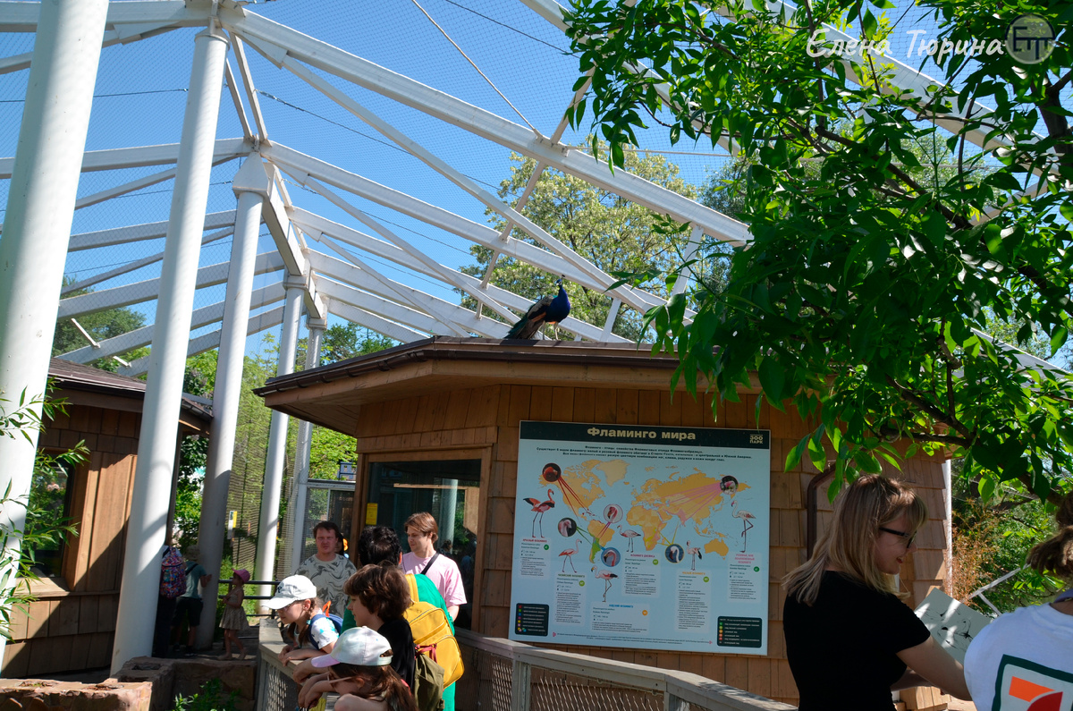 Фото: Елены Тюриной. Павлин на крыше наблюдает за посетителями в Московском зоопарке. Конец мая. 2025 г.