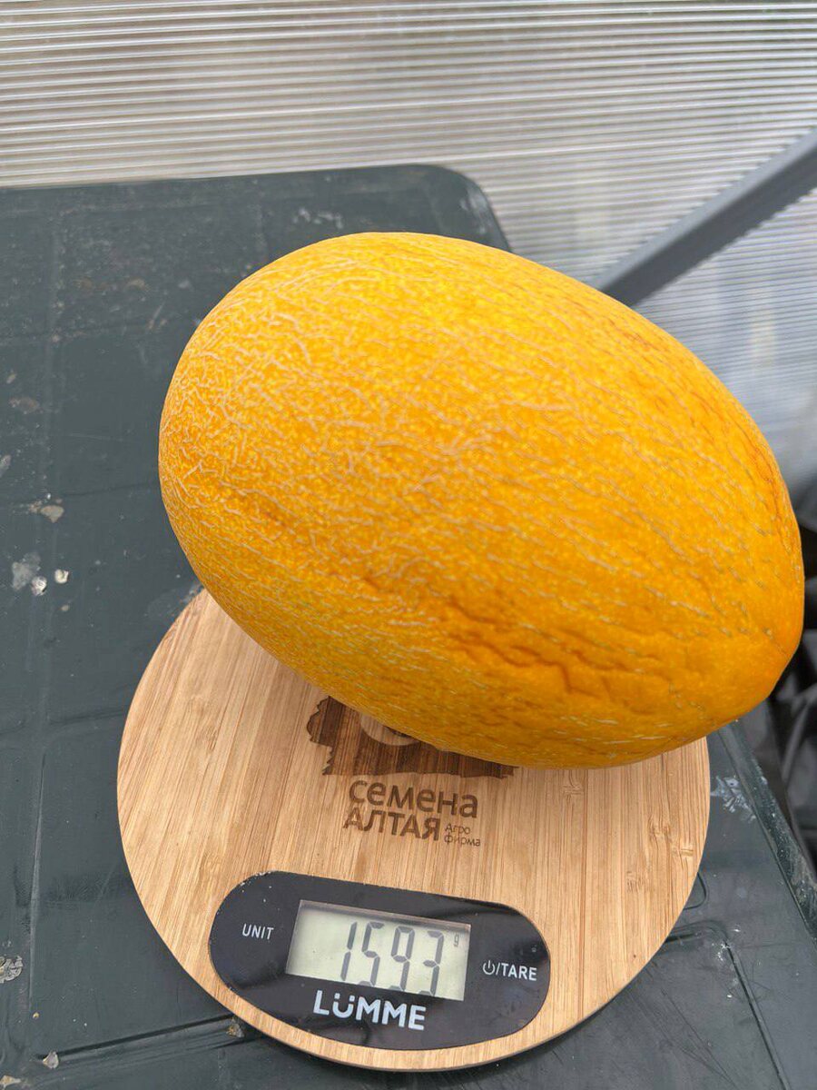 Первая дыня, снятая с растения в 2023 году - Алтайская