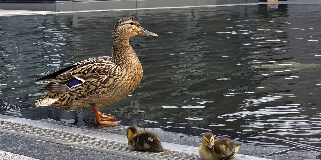 УТИНОЕ СЕМЕЙСТВО У ЛАХТА ЦЕНТРА