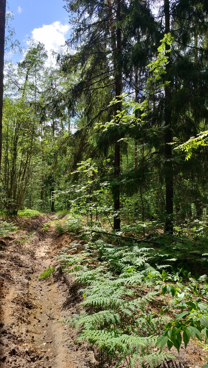 Любимый лес в Зелёном Городе