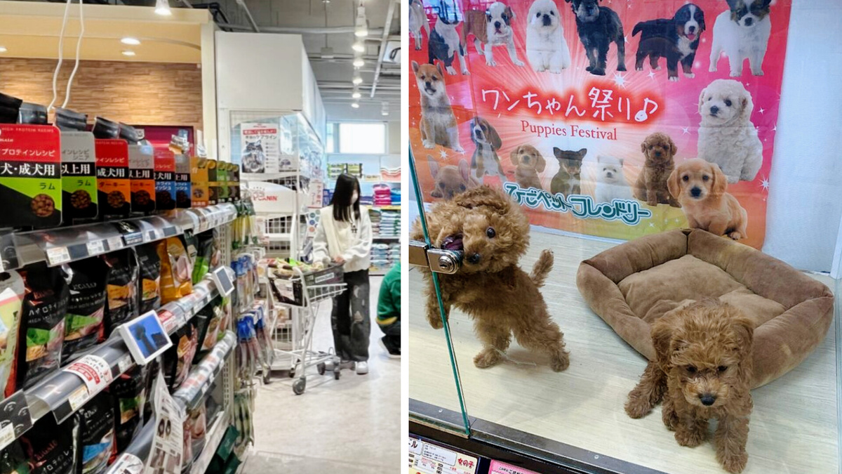 Домашние животные продаются только в зоомагазинах и цена на одного котёночка или щенка, в пересчёте на российские рубли, начинается примерно со 100 т.р. 