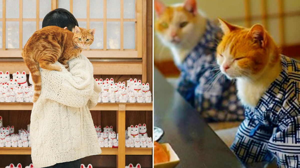 Домашний питомец в стране восходящего солнца - удовольствие не для всех, по очень многим причинам!