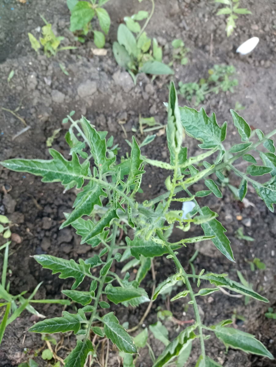 Листья при избыточной влажности в грунте